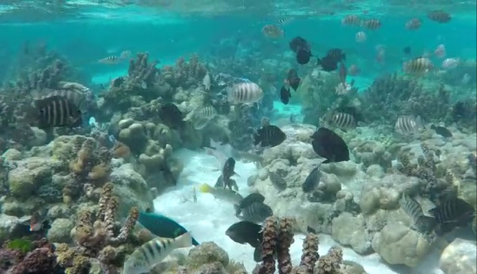 Jardin de corail