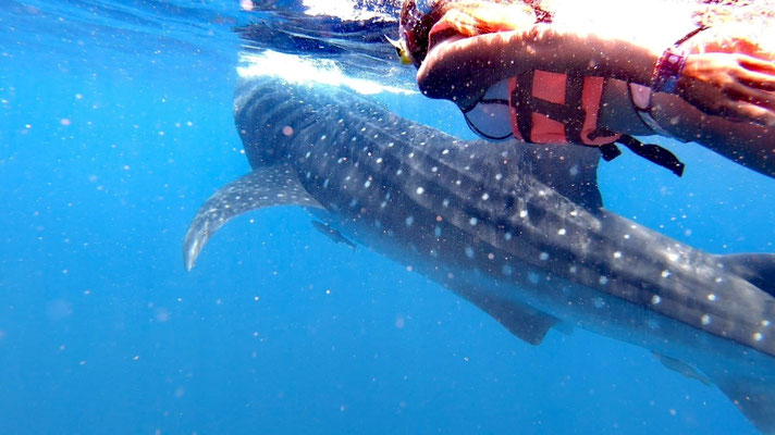 Charlotte et le requin baleine