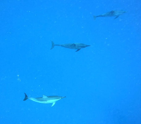 Spinner dolphins