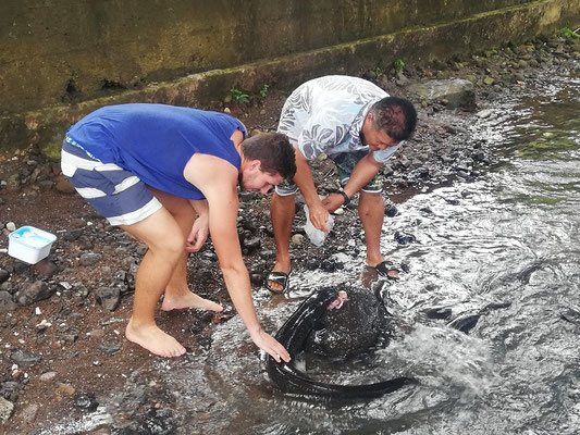 Lou accomplissant le rituel de passage à Huahine : toucher les anguilles sacrées