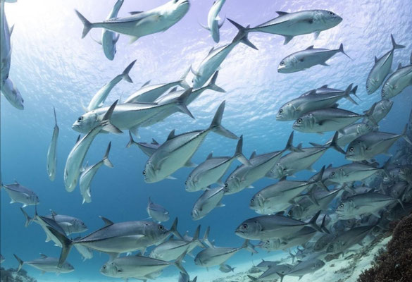 Trevally fish