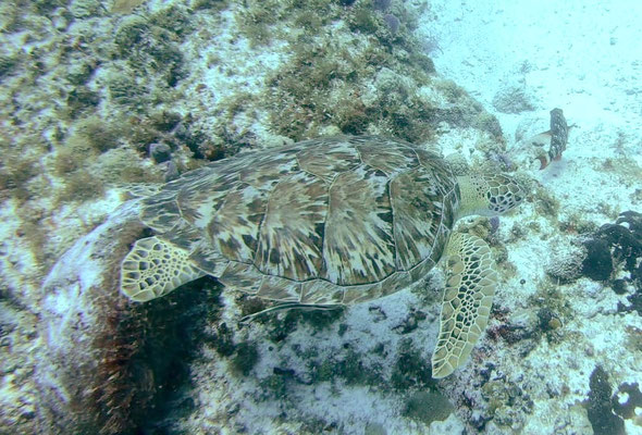 Une belle tortue qui pourrait se camoufler dans les algues