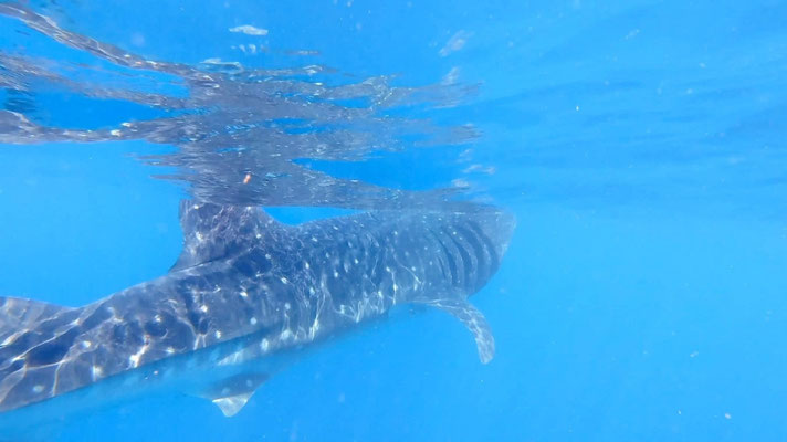 Requin baleine