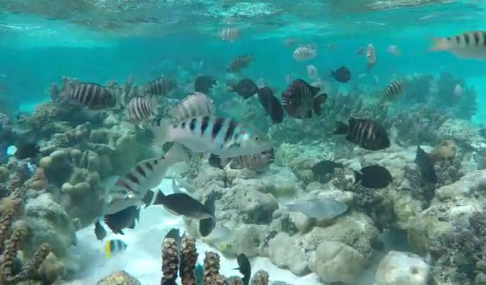 Jardin de corail