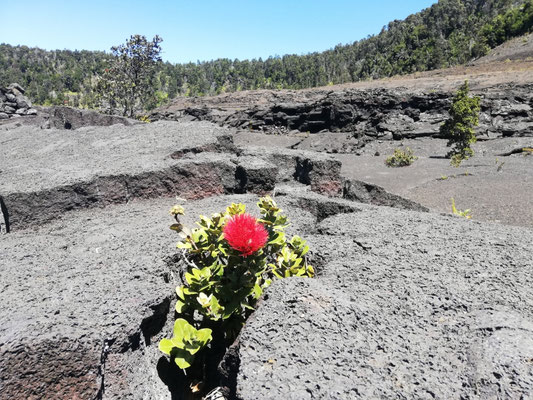 La nature reprend ses droits sur ce sol composé de lave