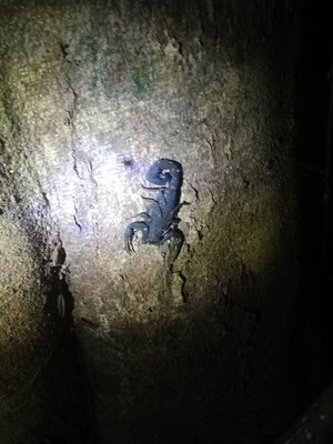 Scorpion