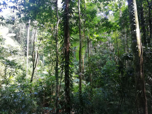 Forêt des Daintree