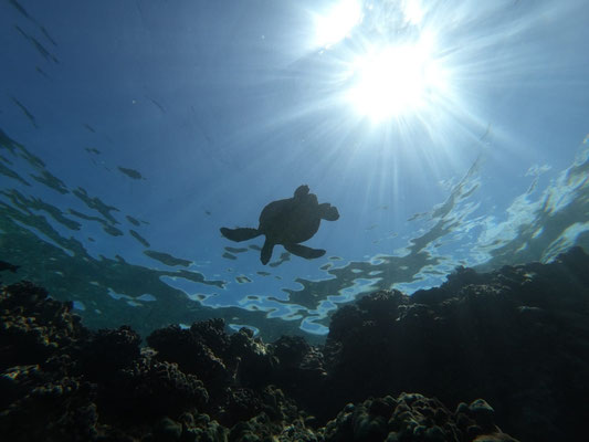 Tortue vue du dessous