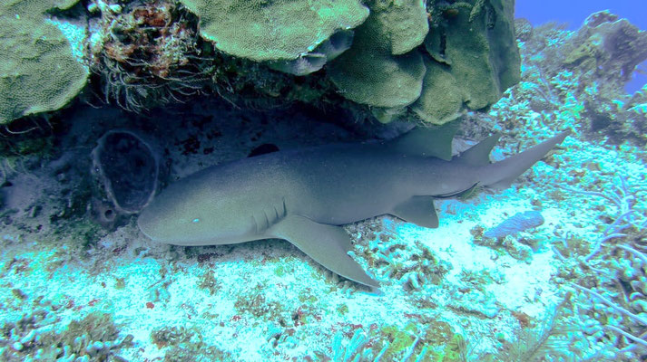 Requin nourrice 