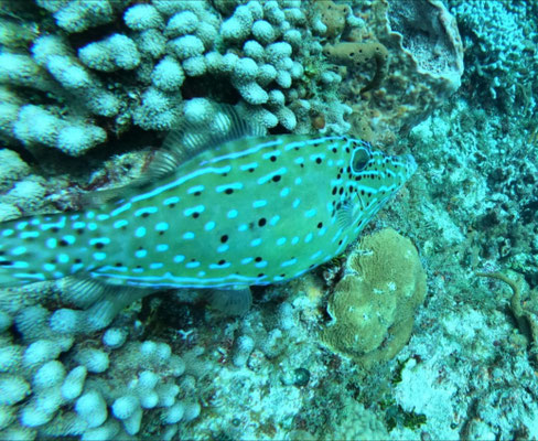 Poisson plat (qui une fois posé prend la couleur des coraux, ce qui le rend invisible) 