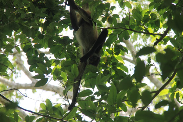 Singe araignée