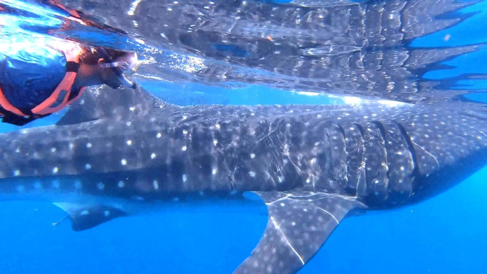 Lou et le requin baleine