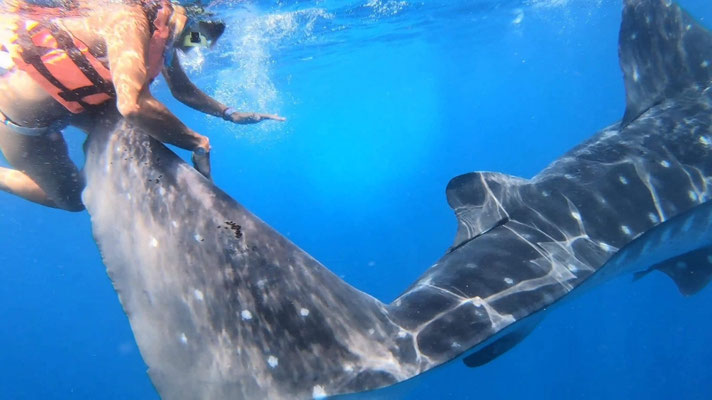 Le requin baleine change de cap et donne un coup de queue à Charlotte