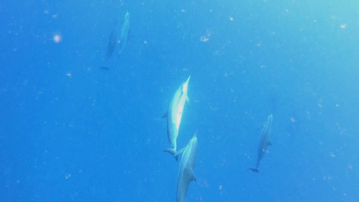 Spinner dolphins