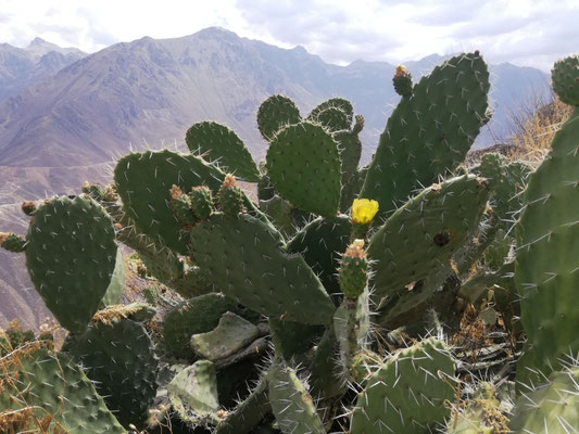 Cactus et sa fleur