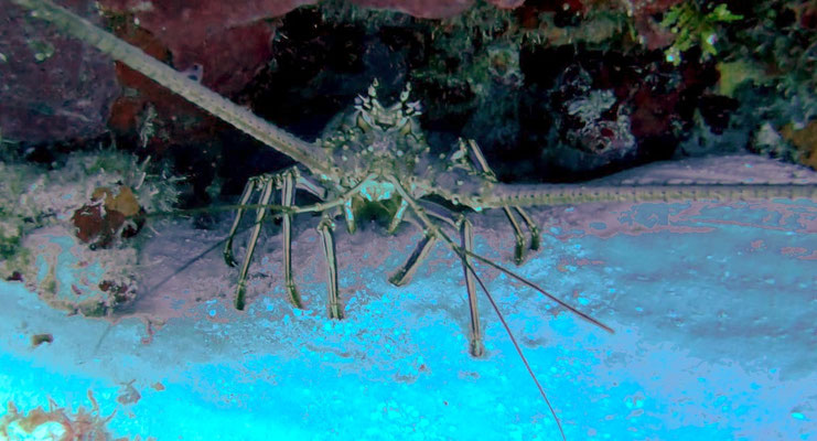 Homard