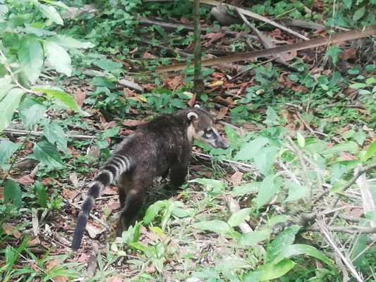 Coatis