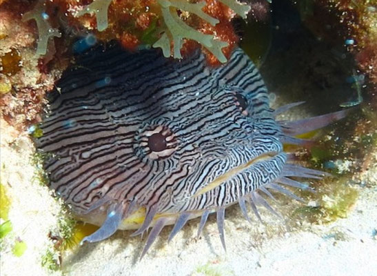 Toadfish (poisson grenouille) 
