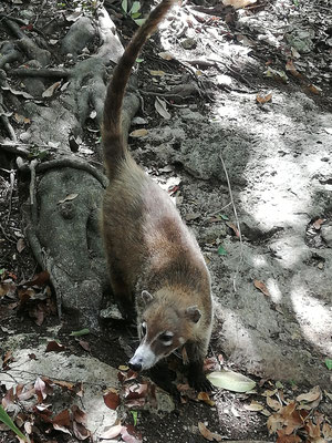 Coati de Tulum