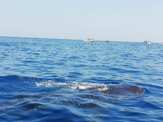Requin baleine vu du bateau