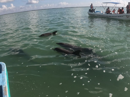 Dauphins