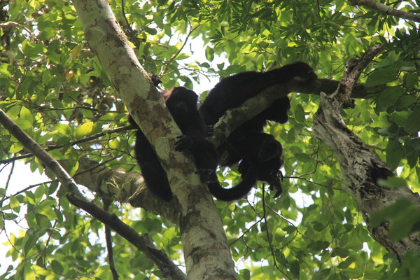Famille de singes hurleurs