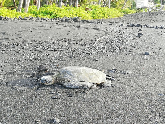 Tortue