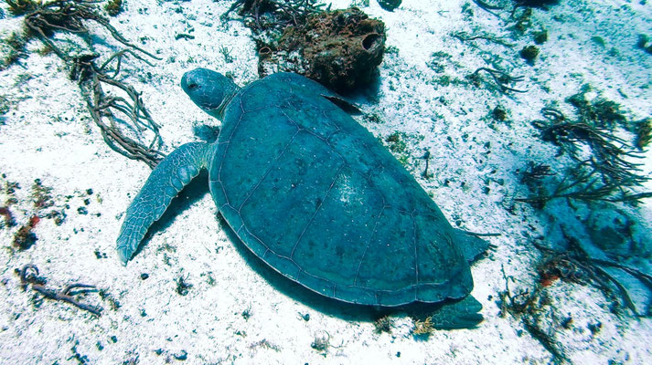 Tortue