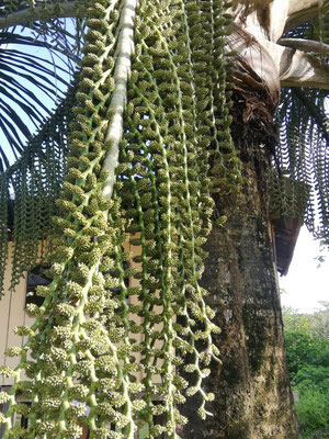 Plante medicinale
