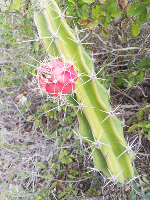 La fleur de cactus