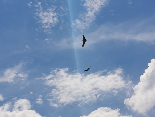 Les condors 🦅😍