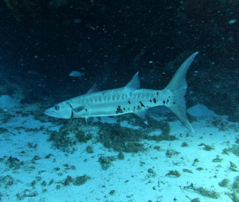 Barracuda 