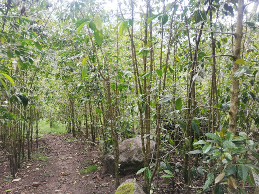 Plantation de café 