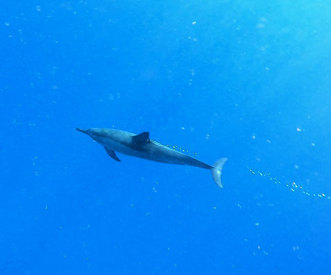 Spinner dolphins
