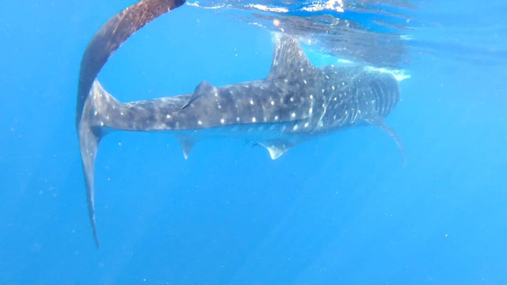Requin baleine
