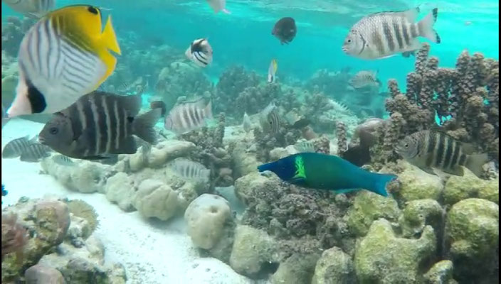 Jardin de corail