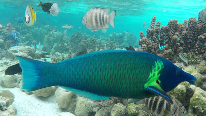 Jardin de corail