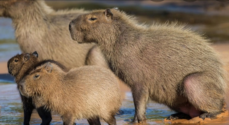 Capybaras