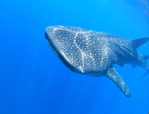 Requin baleine