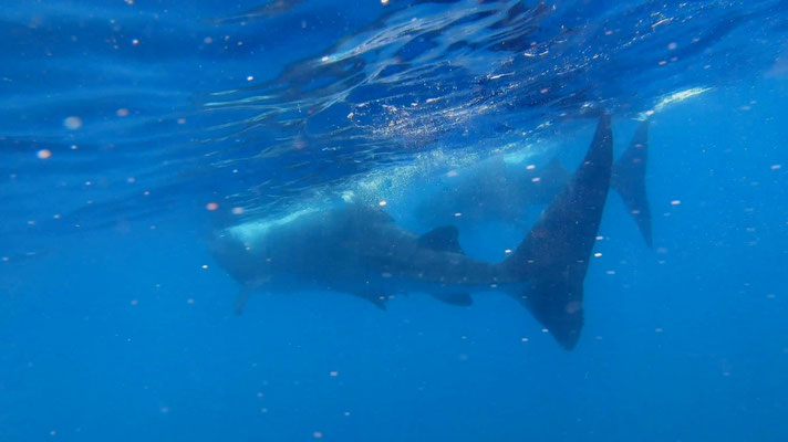 2 requins baleines