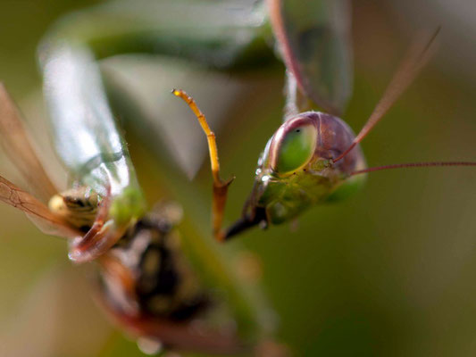 Mante religieuse, Mantis religiosa mangeant une guêpe. (Dierrey-saint-Julien)