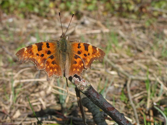 Robert-le-diable, Polygonia c-album. (Dierrey-Saint-Julien)