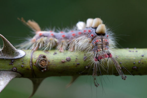 L'étoilée, Orgyia antiqua. (Marais de Saint-Gond)