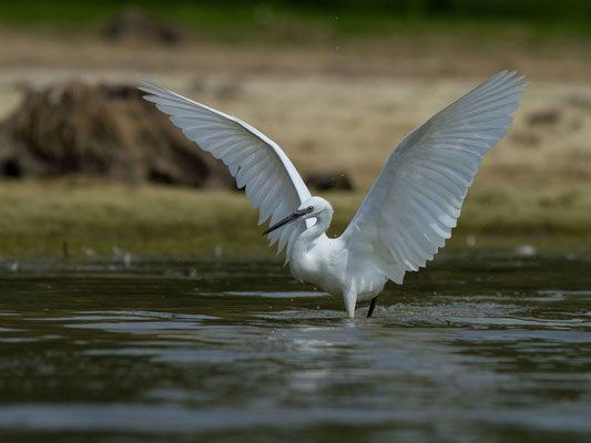 Aigrette garzette, Egretta garzetta. Affût flottant. (anse de Jolivet, lac d'Orient)