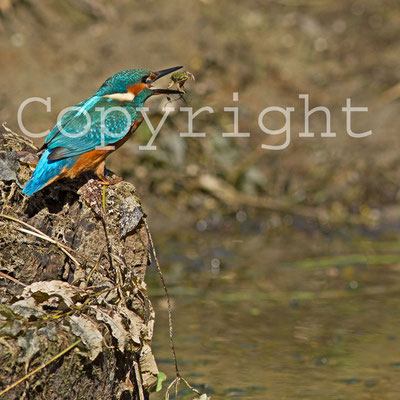 Martin-pêcheur d'Europe, Alcedo atthis et grenouille. (Lac du temple).