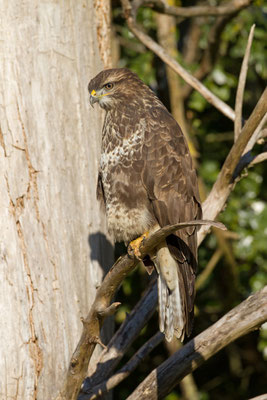 Buse variable, Buteo buteo.  (Villevenard)