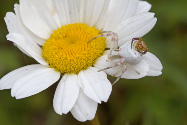 Thomise enflée, Thomisus onustus en accouplement. (L'Huitre)