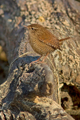 Troglodyte mignon,Troglodytes troglodytes. (Villemaur-sur-Vanne) 