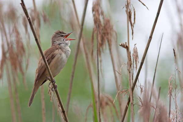  Rousserolle turdoïde, Acrocephalus arundinaceus.  (Parc naturel régional de la forêt d'Orient)