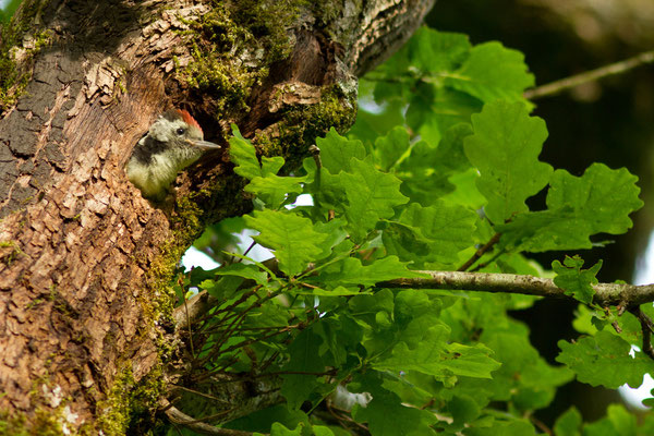 Pic mar, Dendrocopos medius. (Aubepierre-sur-Aube)